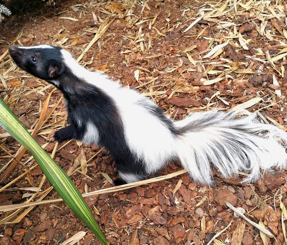 Meet the skunk