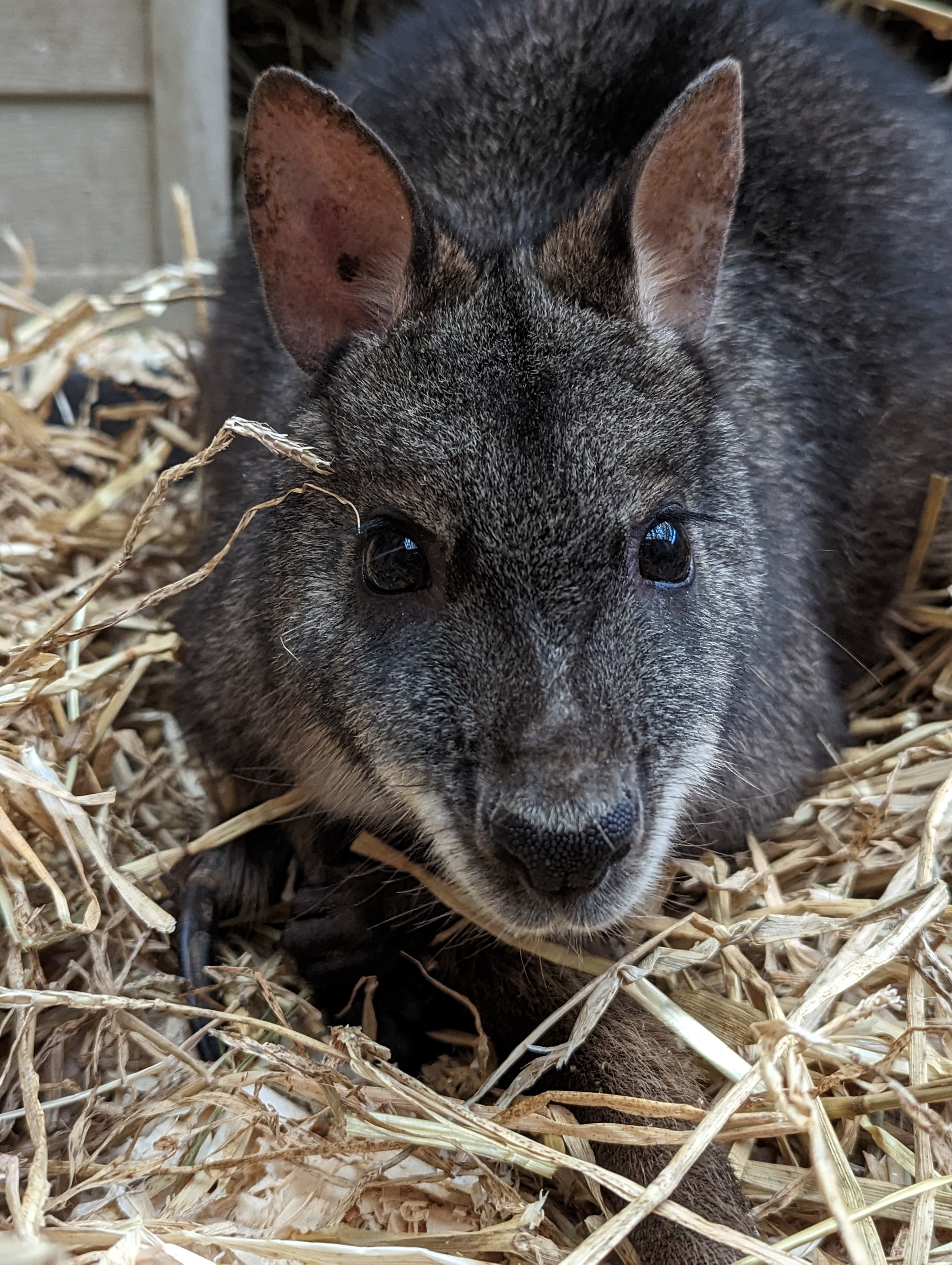 Meet the wallabies