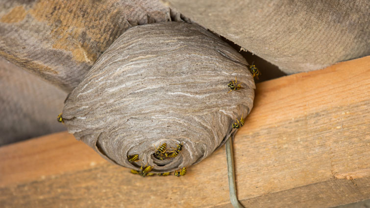 This is a generic image of a wasps nest