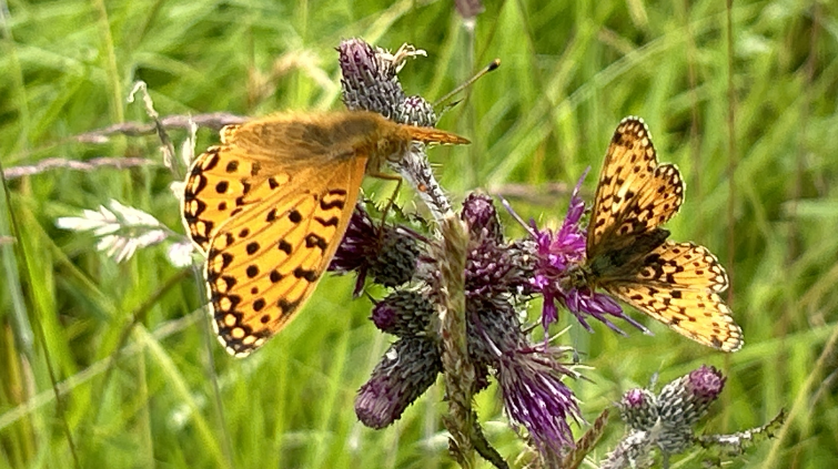 Dark green fritillary & Small pearl bordered fritillary