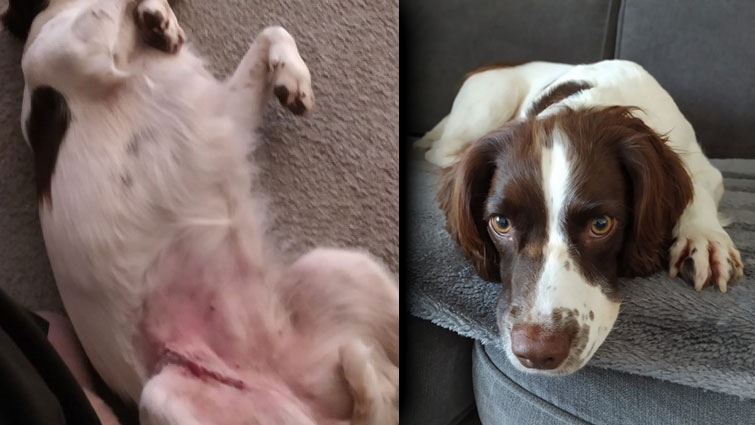These two images show Isla the springer spaniel, one showing the injury she suffered from broken glass and the other a front on view of her
