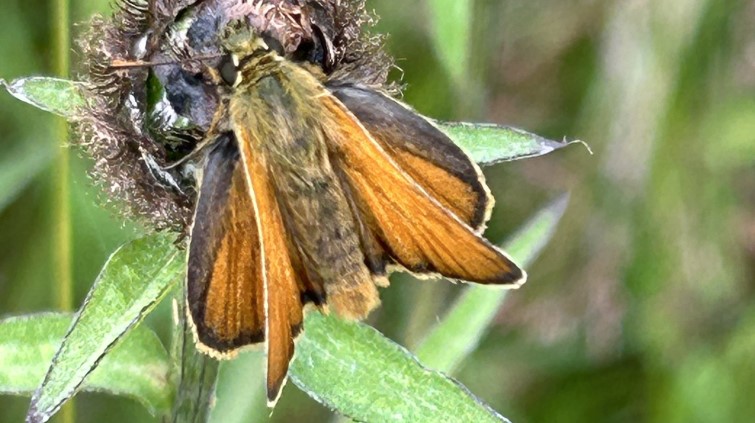 Small Skipper Butterfly