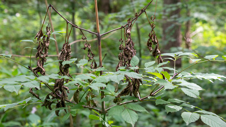 This image shows an ash tree that is suffering from ash dieback disease